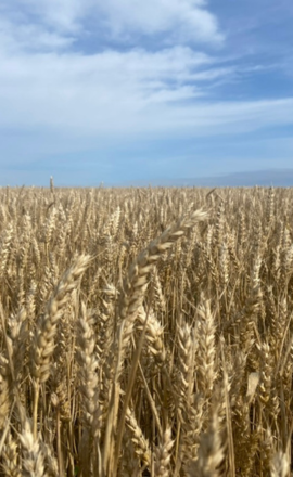 picture of corn field