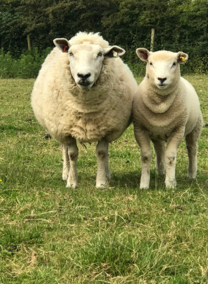 picture of two sheep in a field